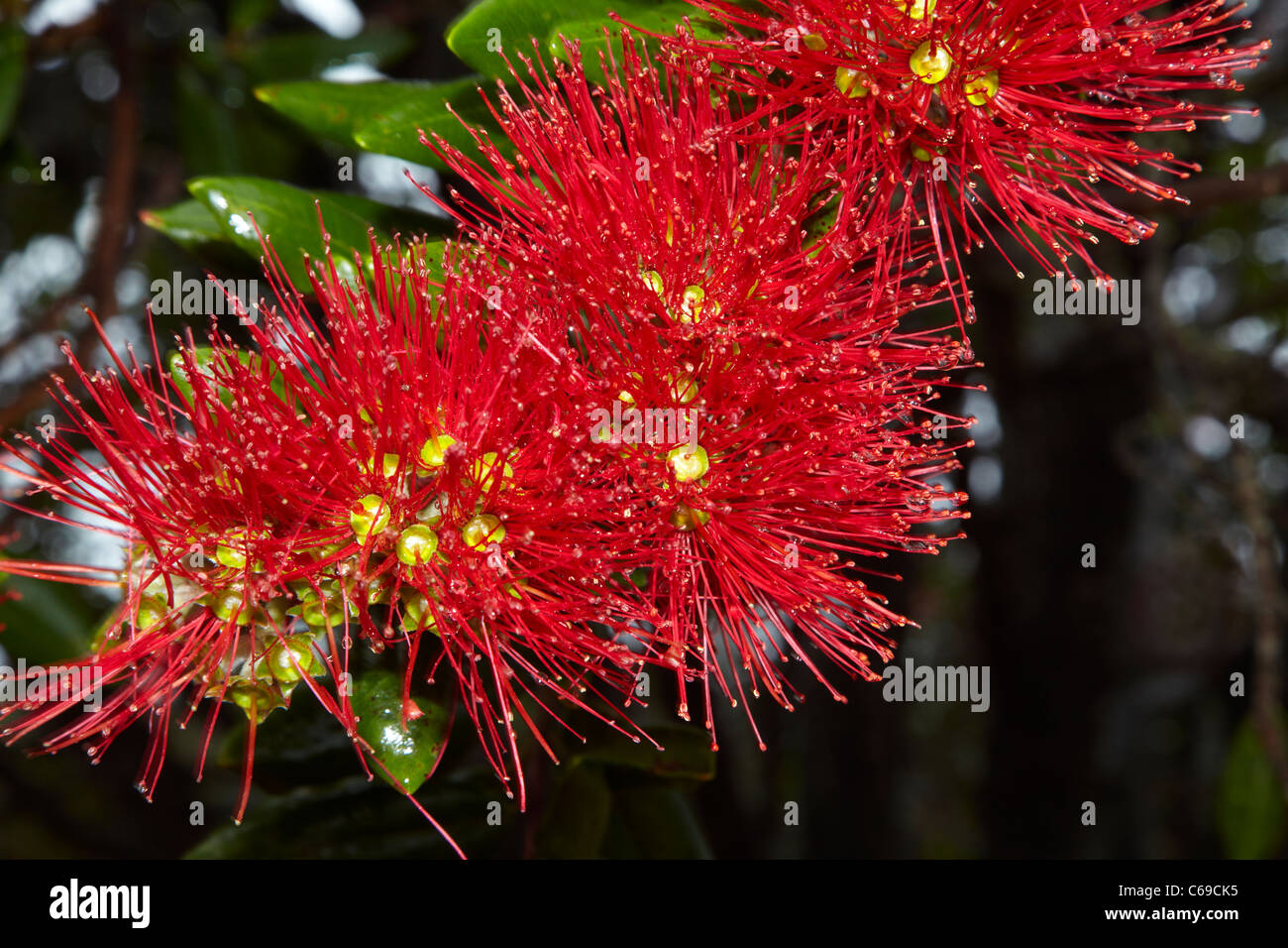 Closeup of native Pohutukawa flowers (metrosideros excelsa) Stock Photo