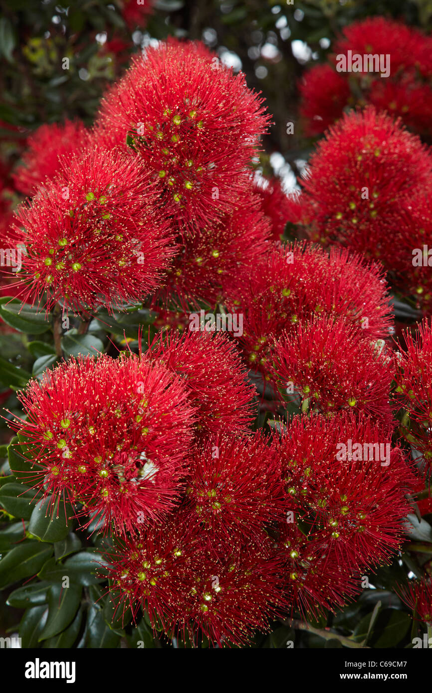 Closeup of native Pohutukawa flowers (metrosideros excelsa) Stock Photo