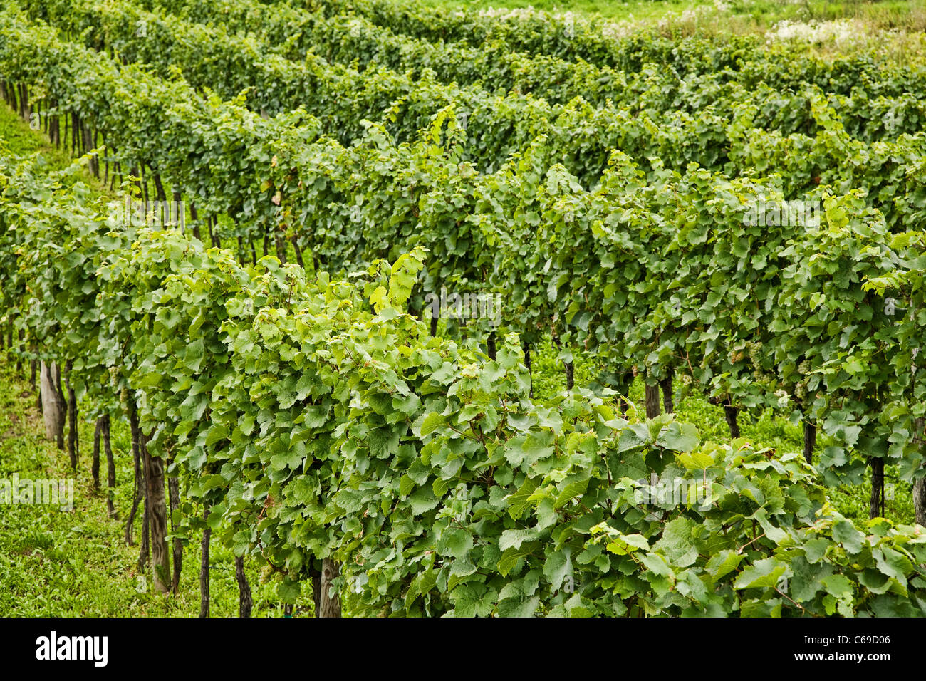 Vineyards in the Wachau Valley at Durnstein, Austria Stock Photo