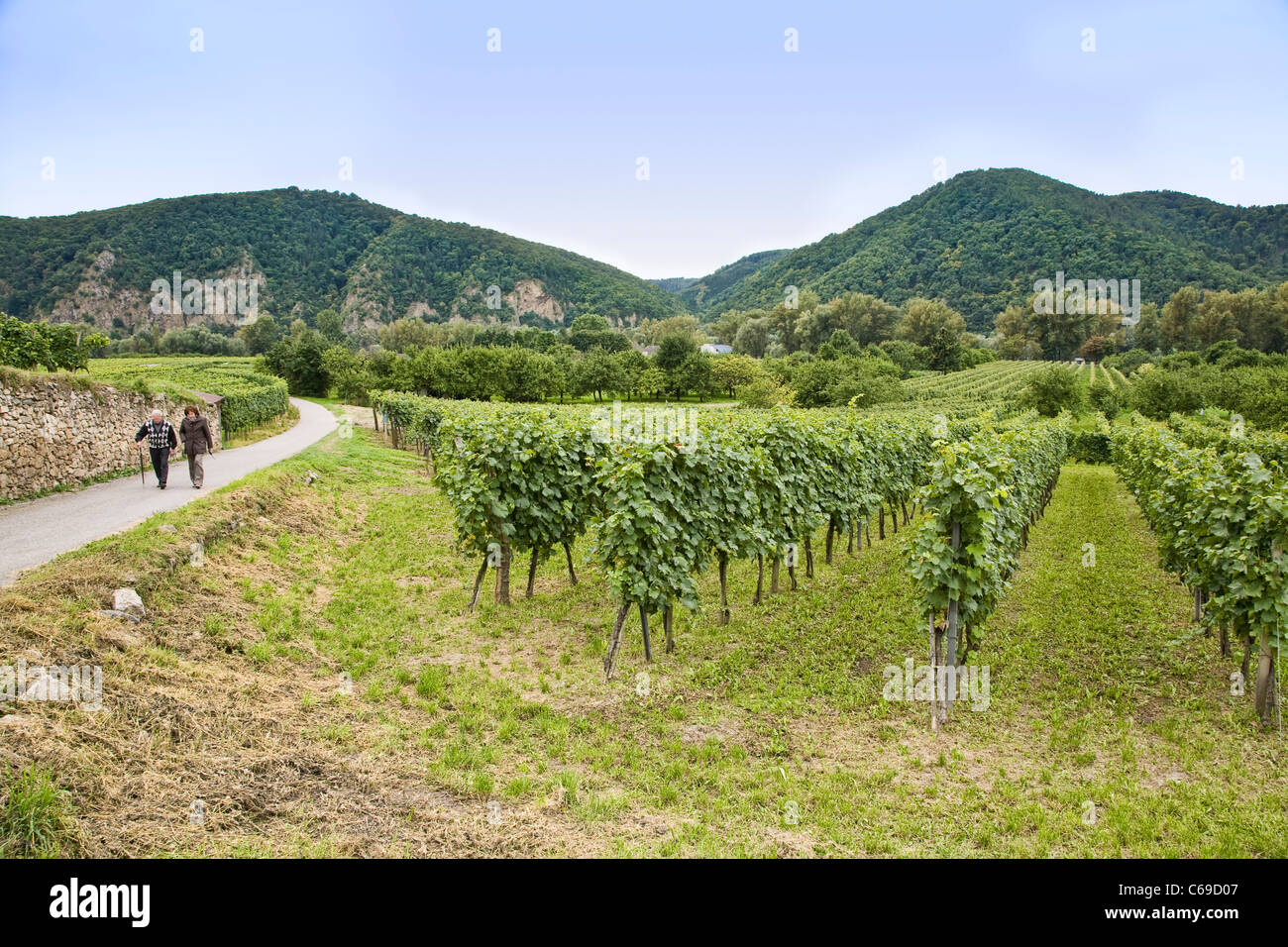 A couple walks along a path in the vineyards in the Wachau Valley at Durnstein, Austria Stock Photo