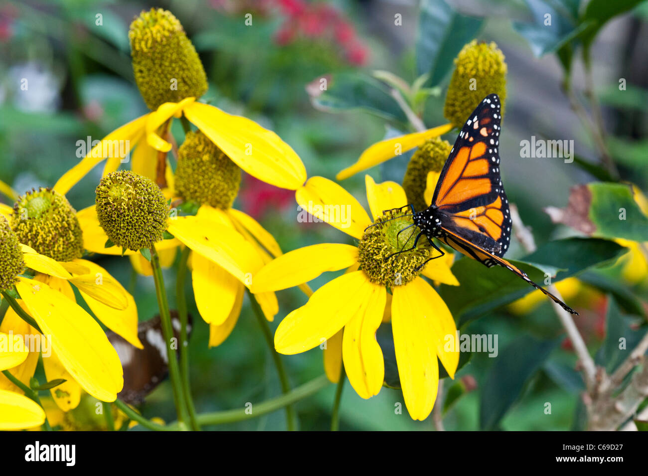 A Monarch ( Danaus plexippus) butterfly on a yellow Cone Flower Stock ...