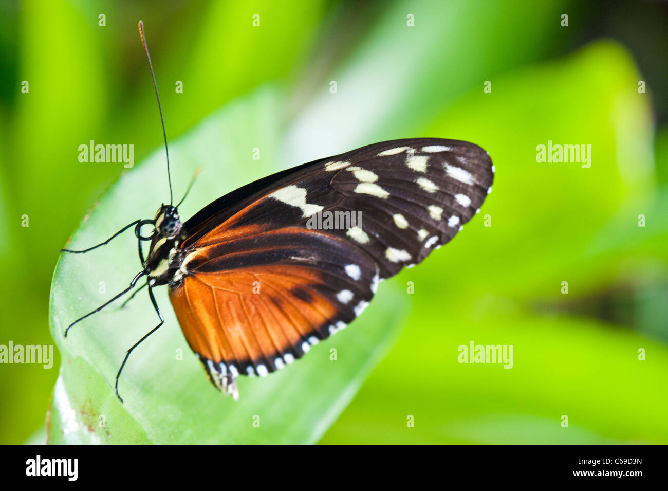 Hecale Longwing (Heliconius hecale) Stock Photo