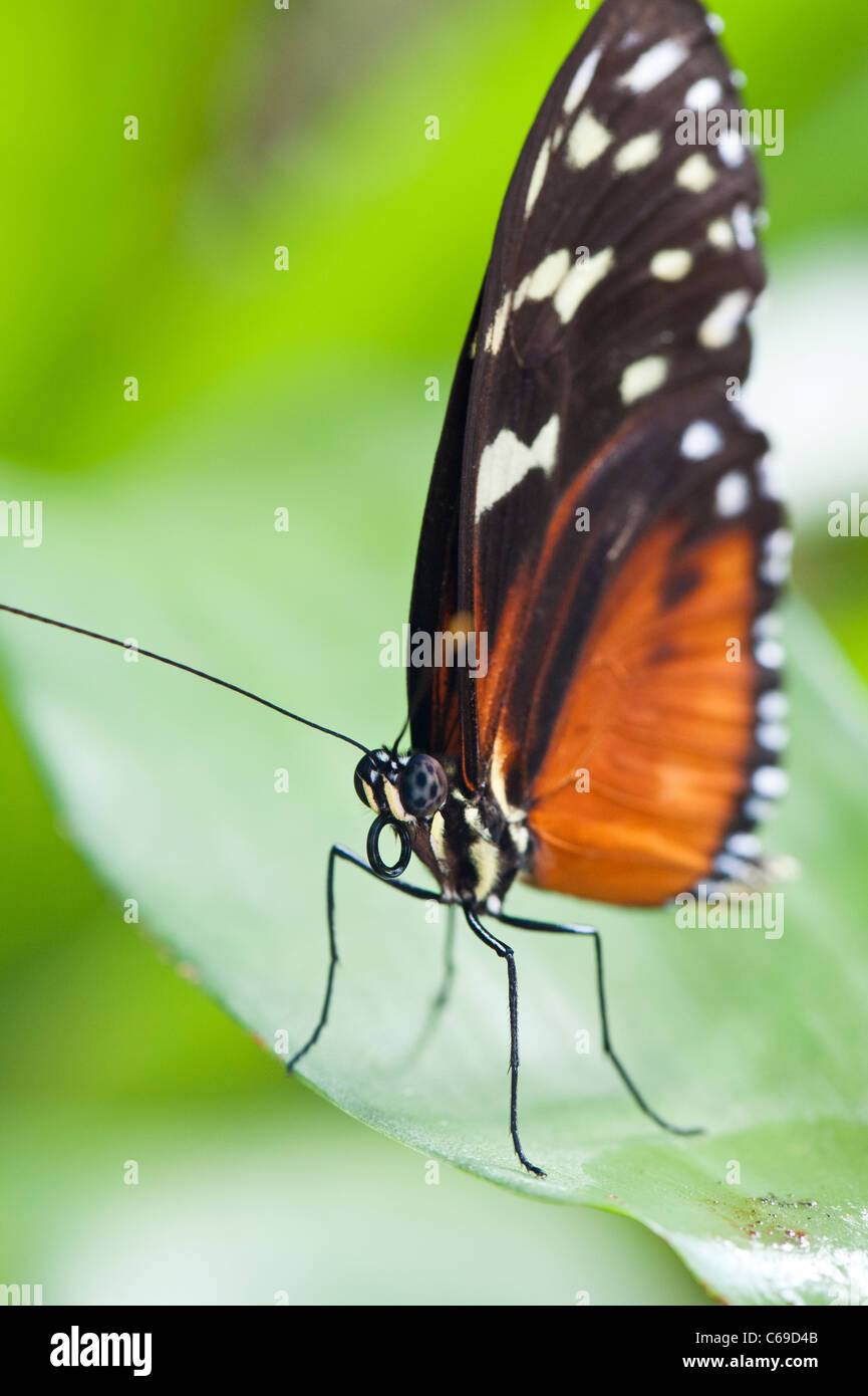 Hecale Longwing (Heliconius hecale) Stock Photo