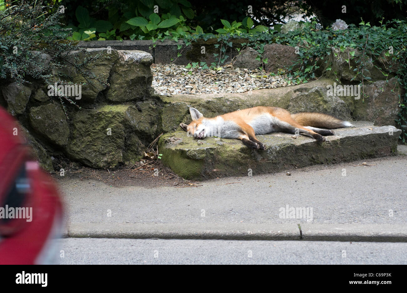 Dead Fox by Roadside,Roadkill, Dead fox on a road dead fox roadside