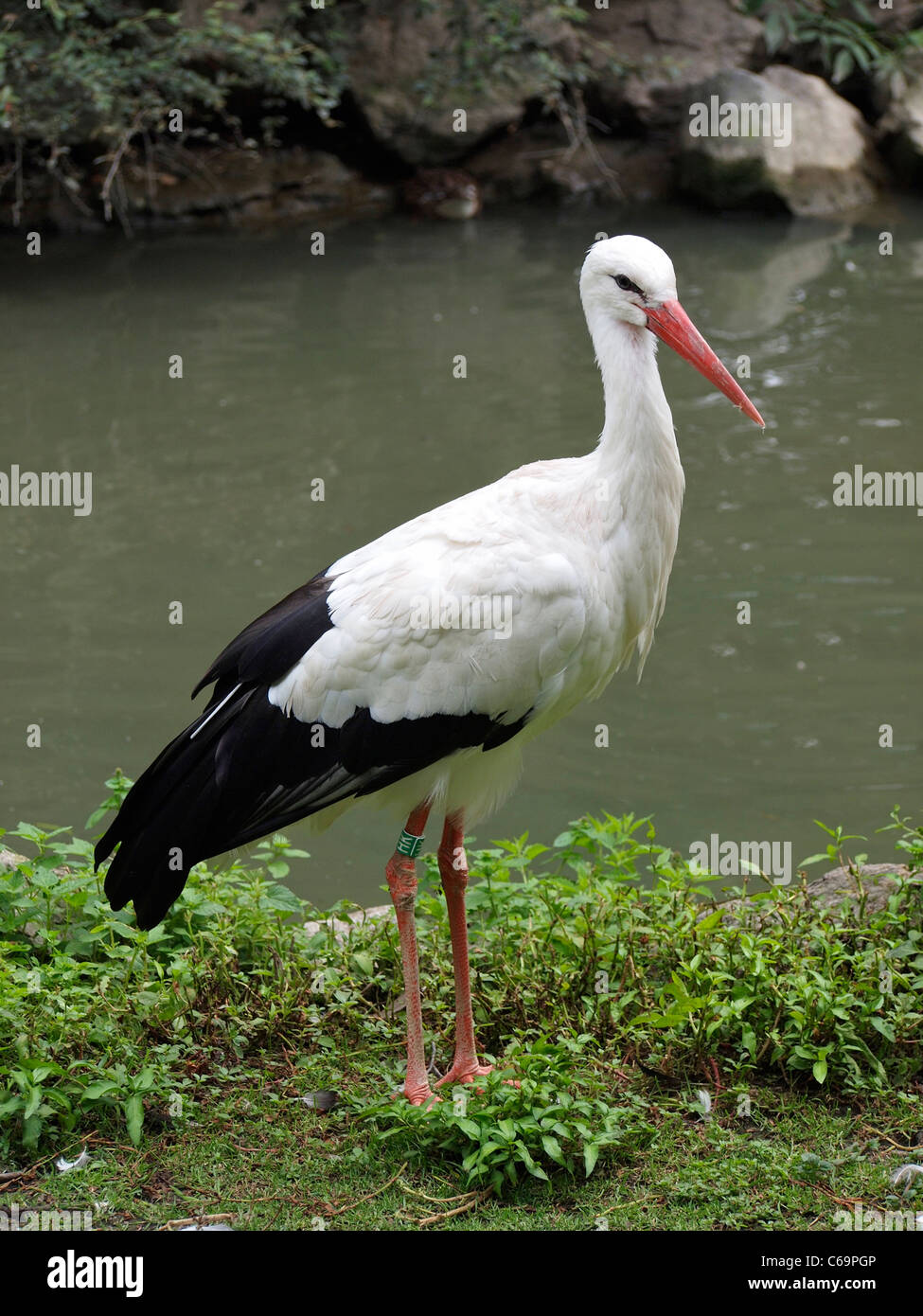 Stork standing by the side of the water, Zooparc de Beauval zoo, Loire valley, France Stock Photo