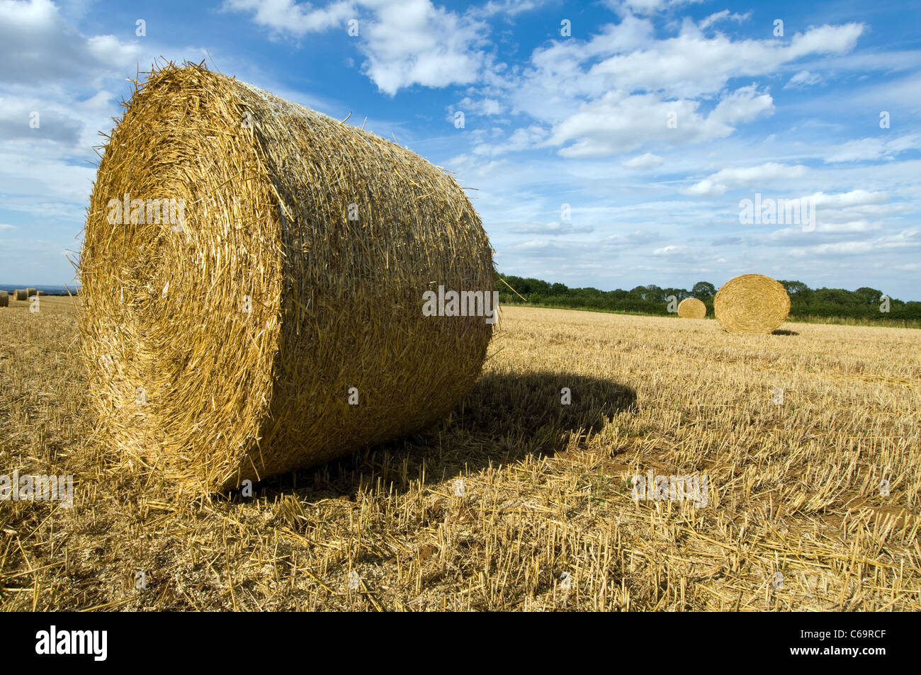 Round straw bale set in wheat field near Long Clawson leicestershire uk
