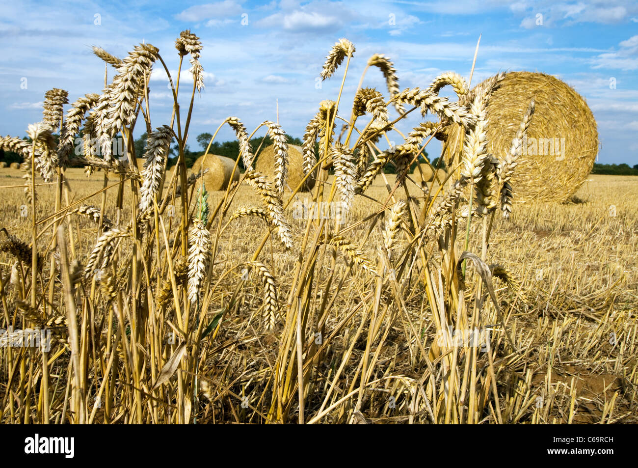 Round straw bale set in wheat field near Long Clawson leicestershire uk