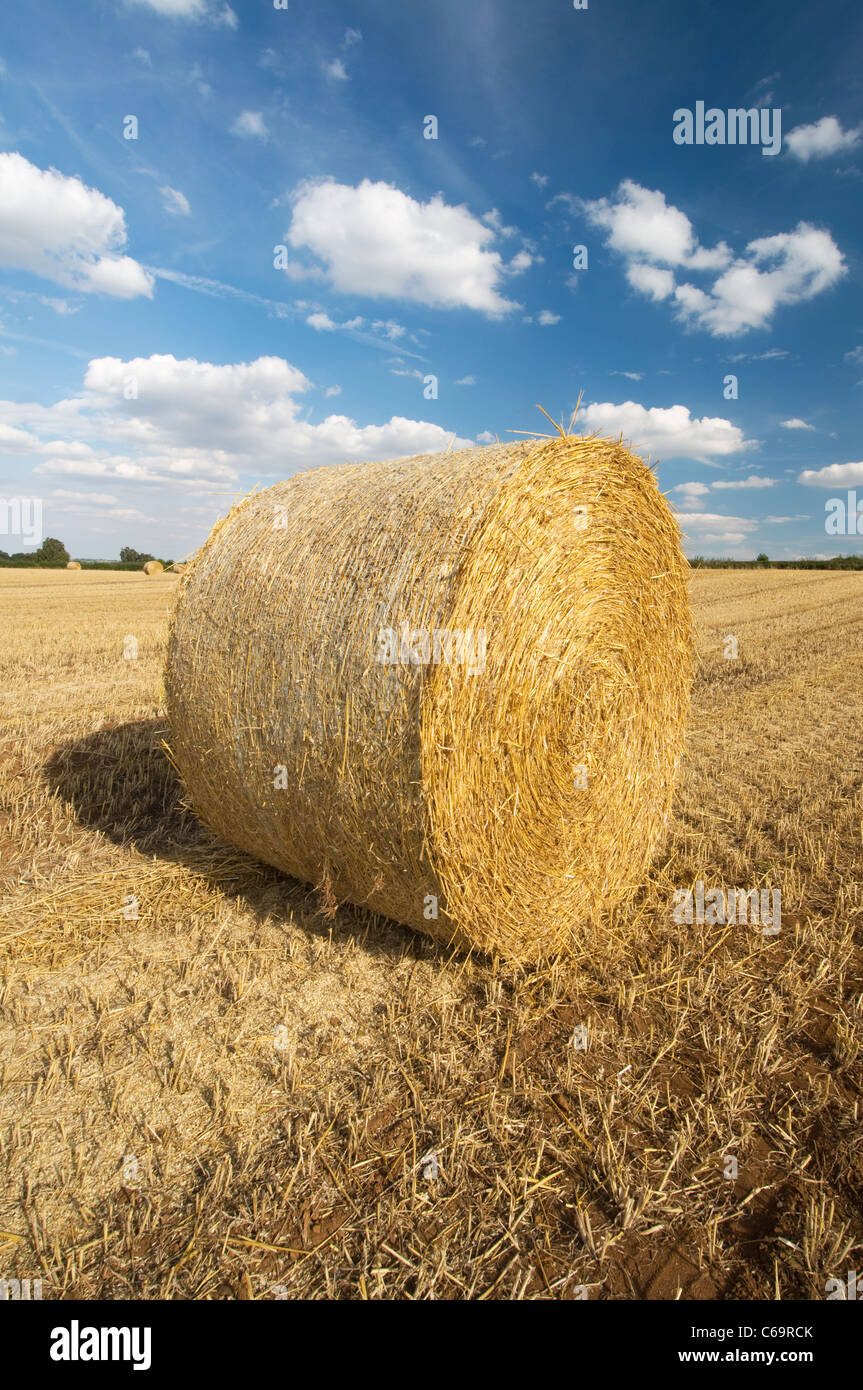 Round straw bale set in wheat field near Long Clawson leicestershire uk