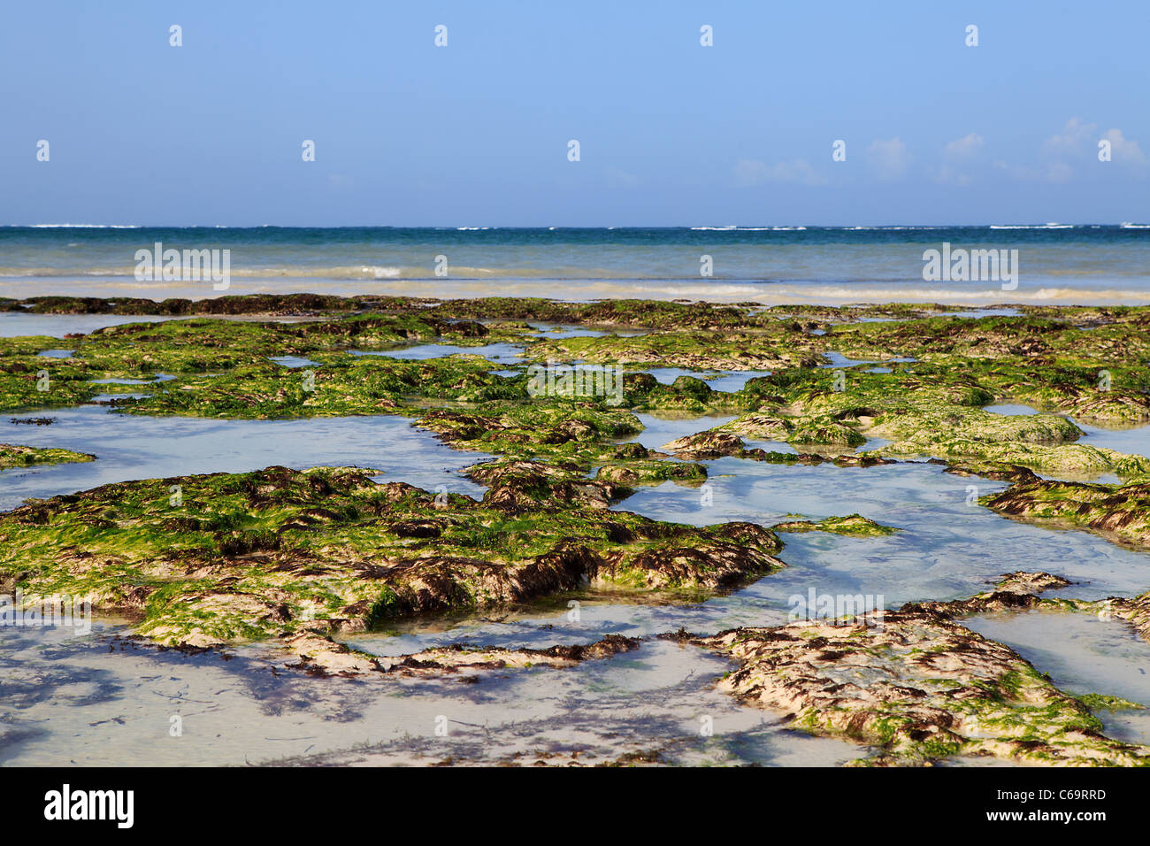Closeup of seaweed on Dania beach in Kenya Stock Photo