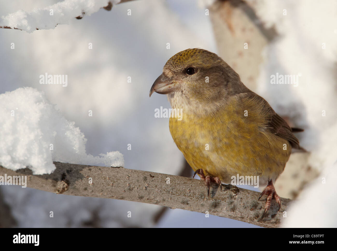 Common Crossbill, Red Crossbill (Loxia curvirostra). Female perched on a snowy twig. Stock Photo