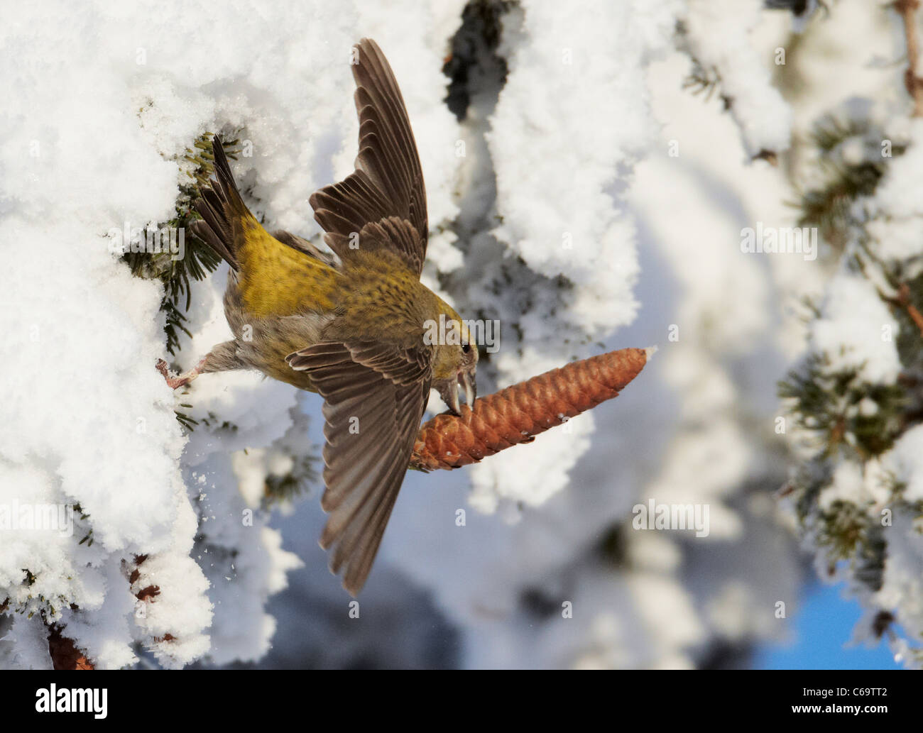 Common Crossbill, Red Crossbill (Loxia curvirostra). Female crash-diving to the ground with a spruce cone. Stock Photo