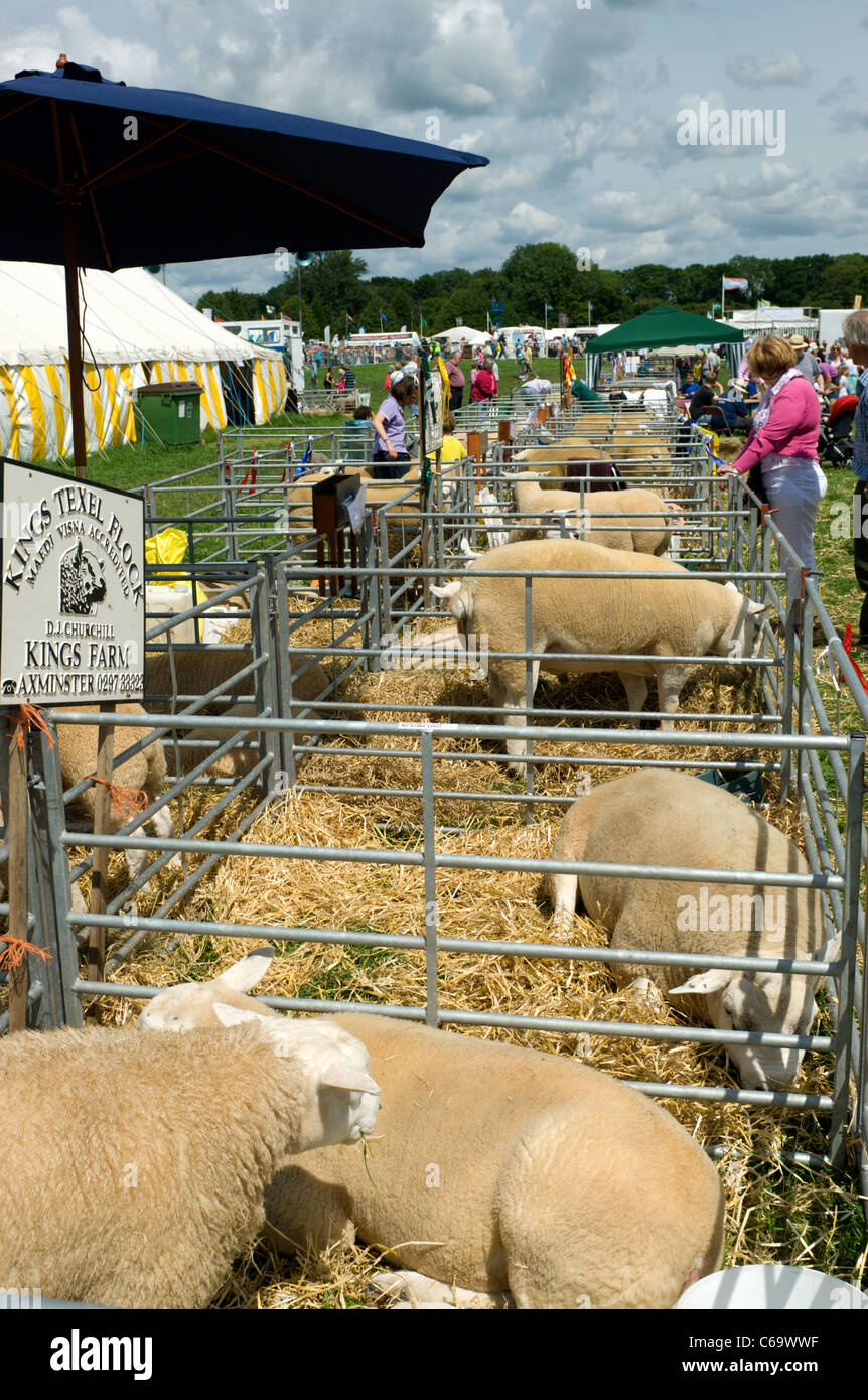 Sheep at a country show in Mid Devon Stock Photo