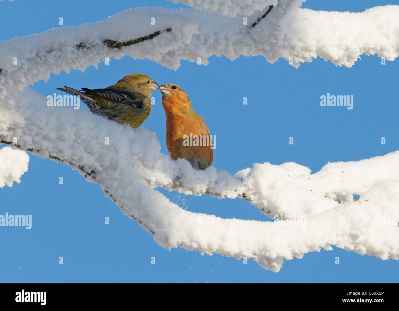 Common Crossbill, Red Crossbill (Loxia curvirostra). Tender couple perched on a snowy twig. Stock Photo