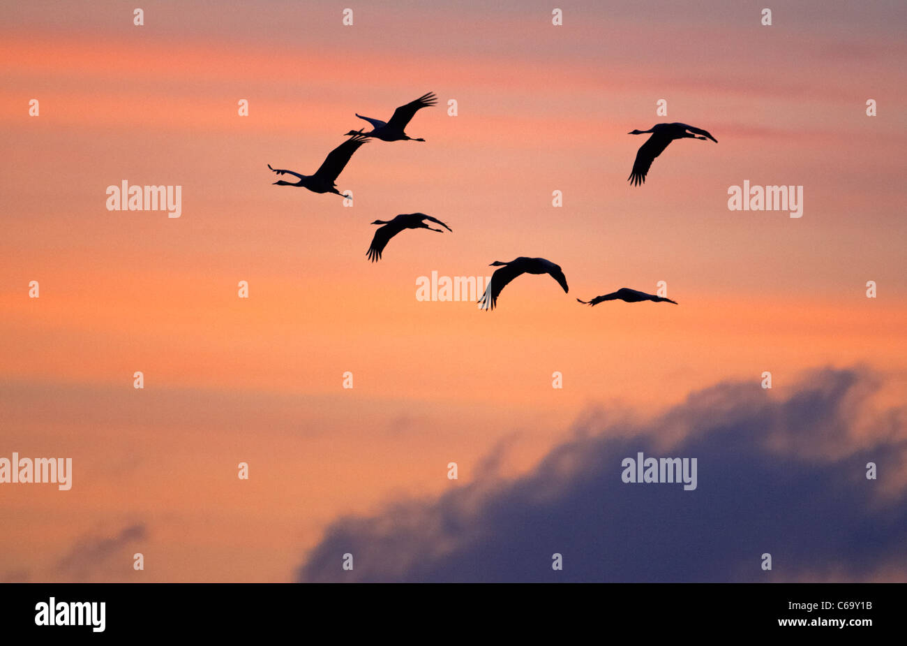 Common Crane, Eurasian Crane (Grus grus), migrating flock in flight, seen against a colorful morning sky. Stock Photo