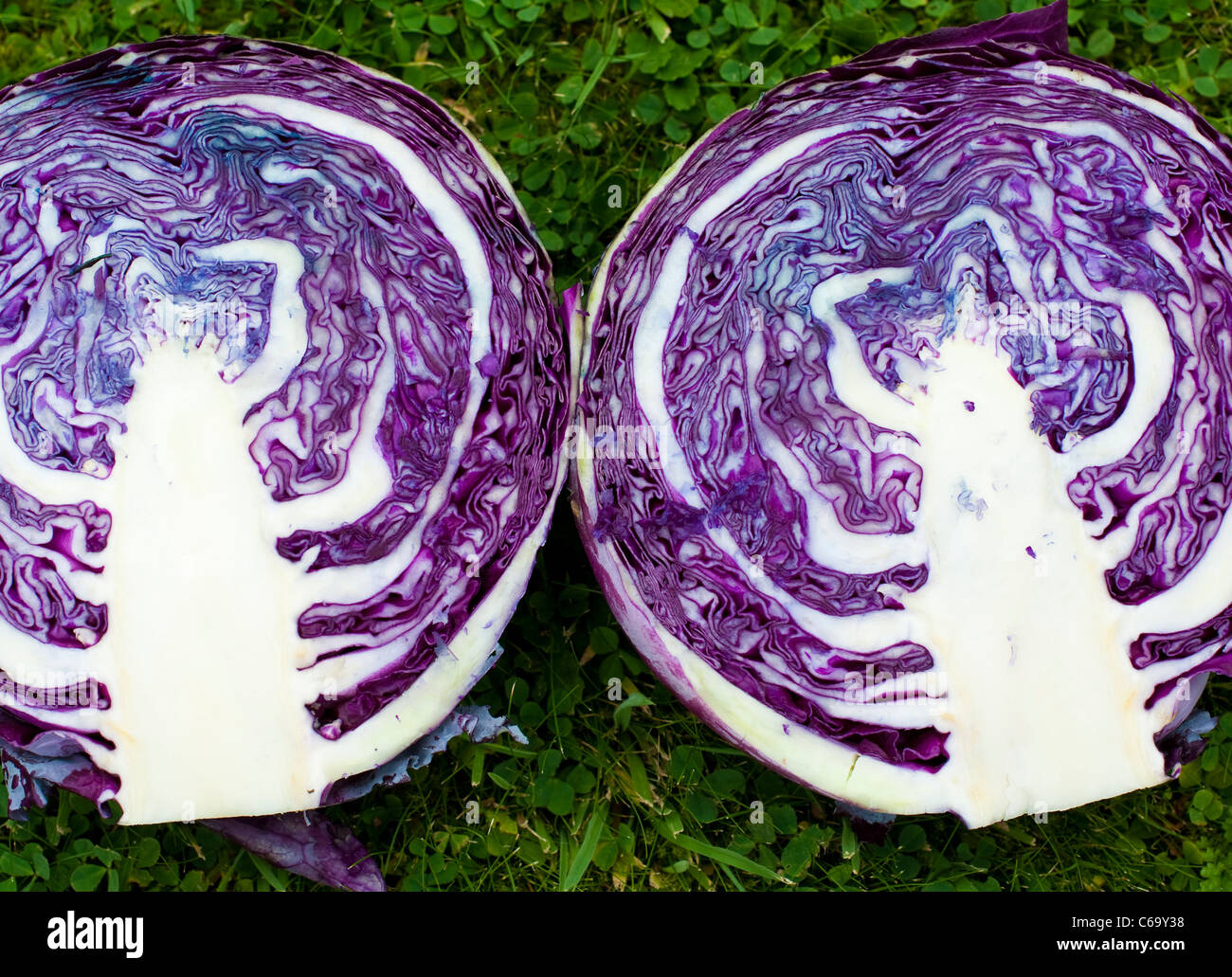 Organic red cabbage cut in half Stock Photo