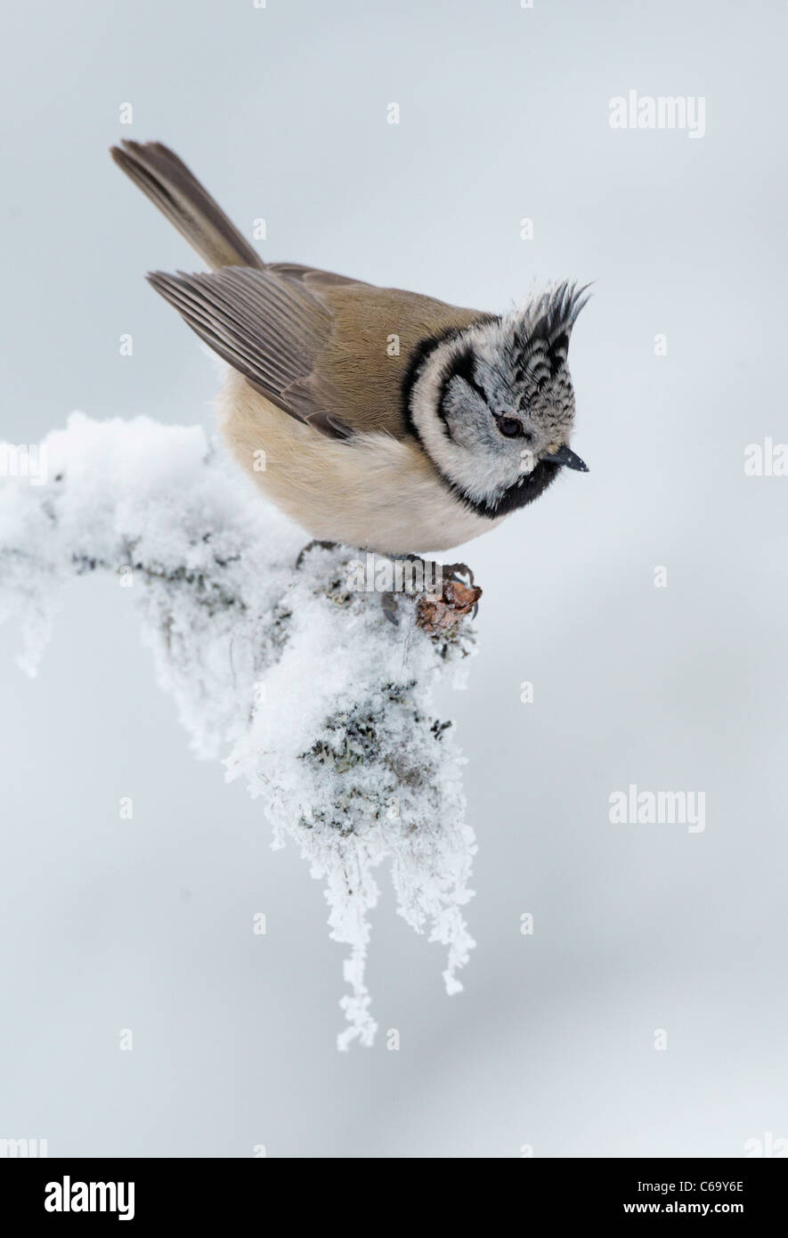 Crested Tit (Parus cristatus) perched on snowy twig. Stock Photo