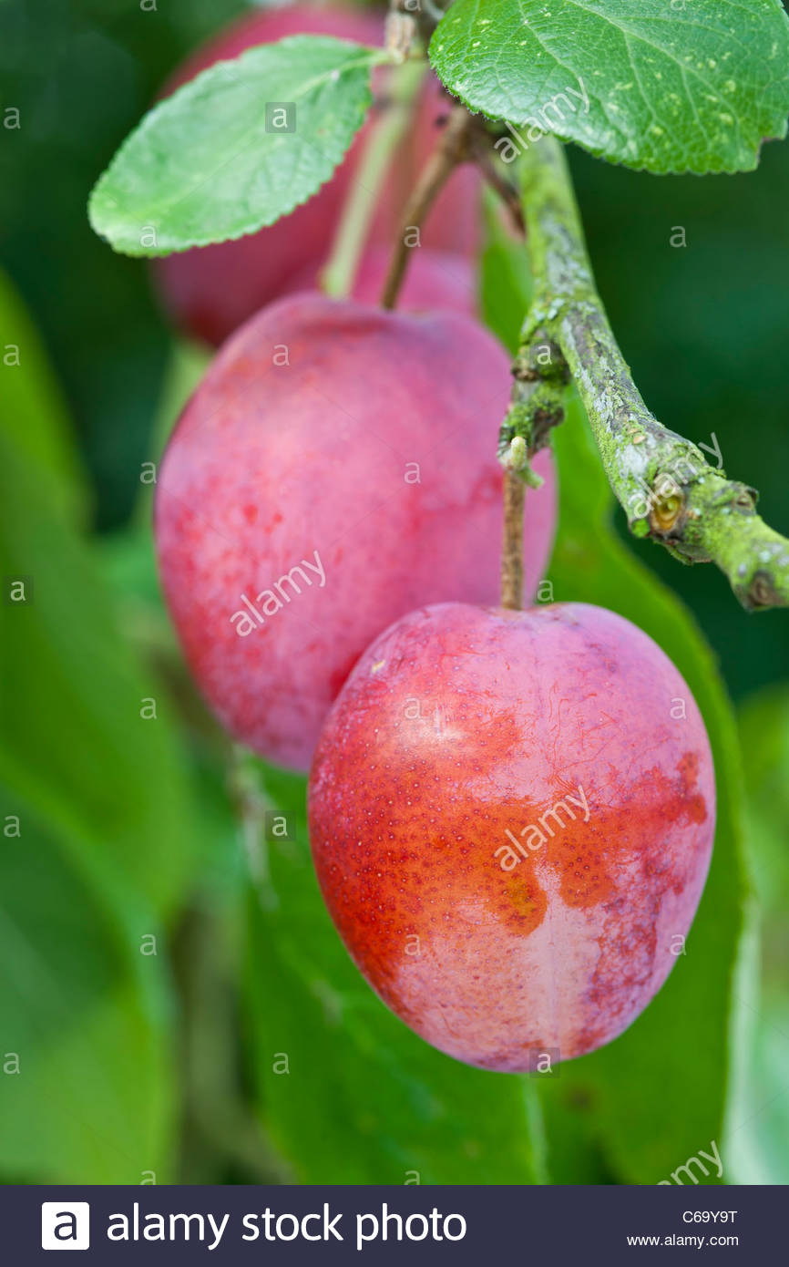 Victoria Plum Tree Stock Photos & Victoria Plum Tree Stock Images Alamy