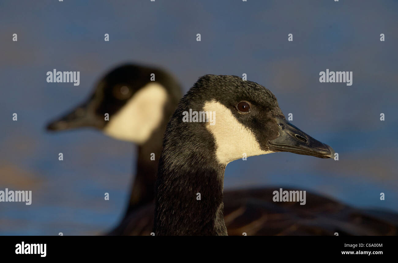 Canada Goose (Branta canadensis), portrait of two adults. Stock Photo