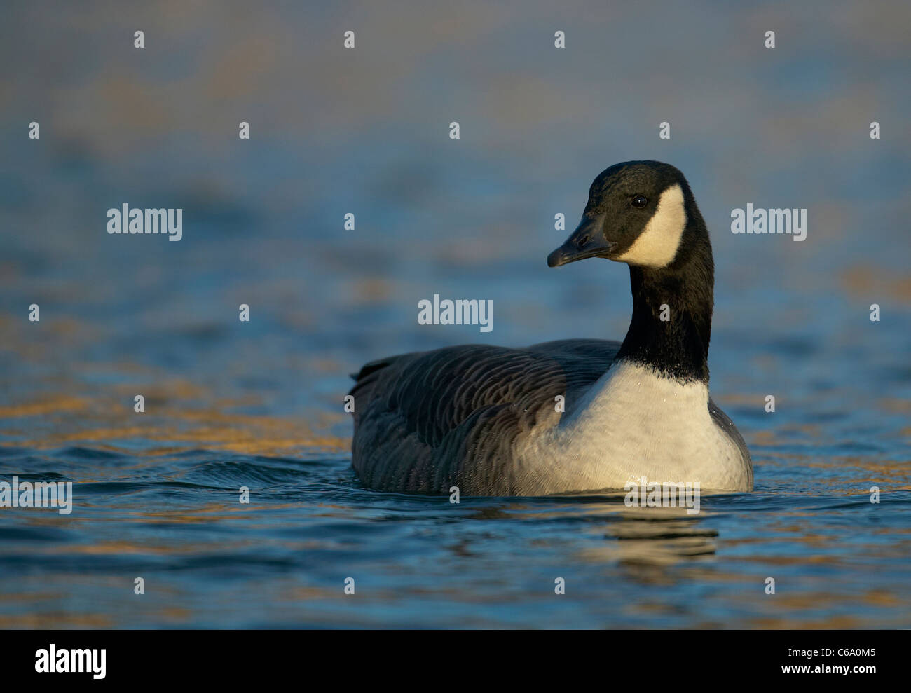 Canada Goose (Branta canadensis), adult on water. Stock Photo