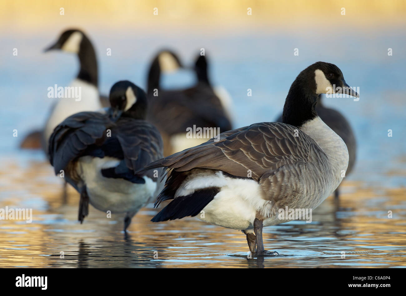 Canada Goose (Branta canadensis), group standing in shallow water. Stock Photo