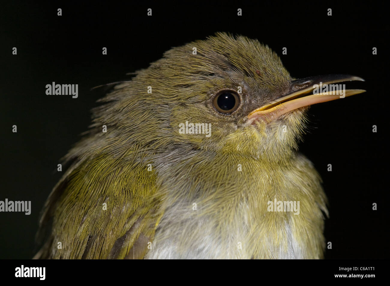 Eurasian Reed Warbler, Acrocephalus scirpaceus, Ethiopia Stock Photo