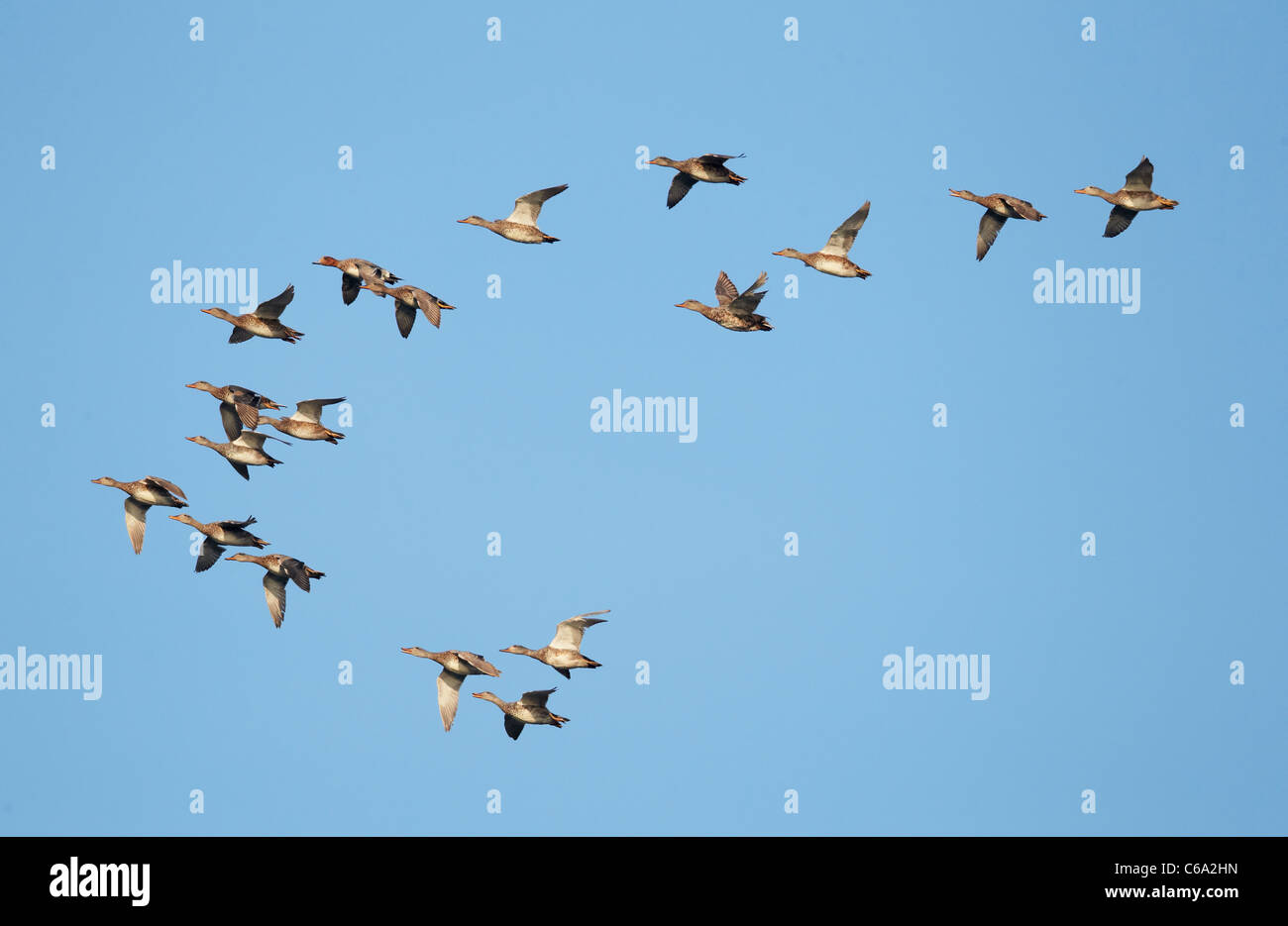 Gadwall (Anas strepera). Flock in flight with one Wigeon (Anas penelope). Stock Photo