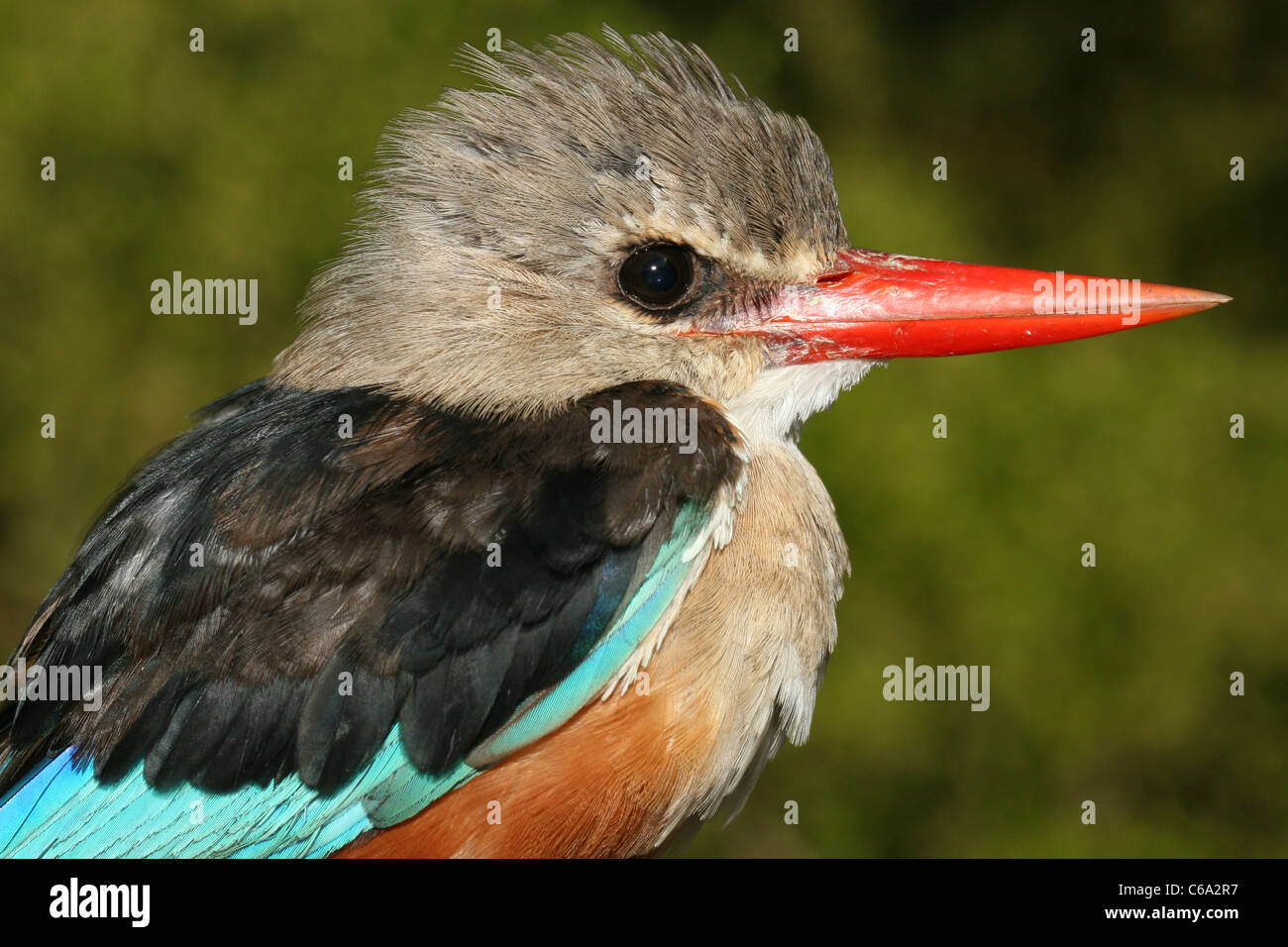 Grey-headed Kingfisher, Halcyon leucocephala, Ethiopia Stock Photo