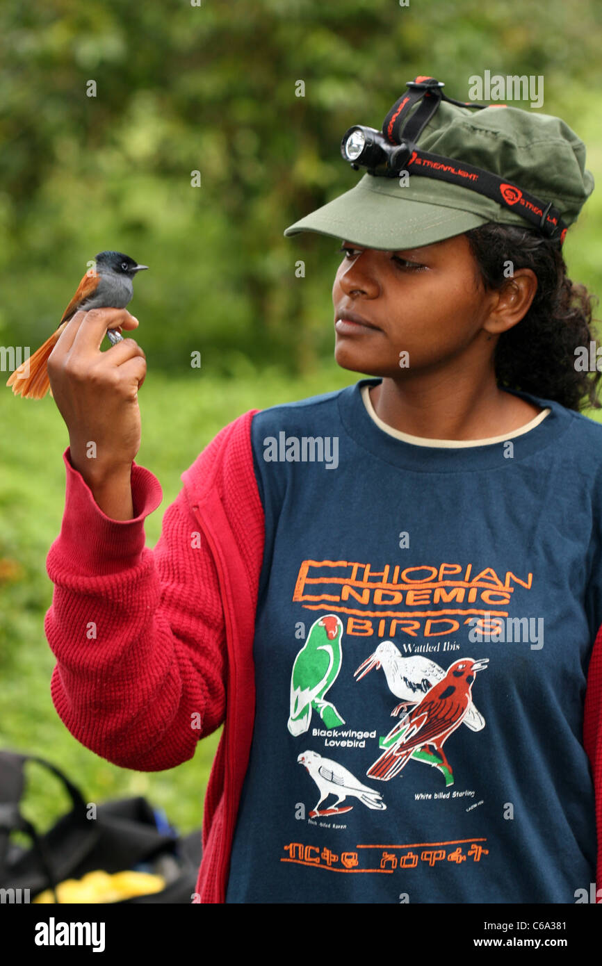 Ethiopian bird researcher with African Paradise Flycatcher, Terpsiphone viridis, Ethiopia Stock Photo