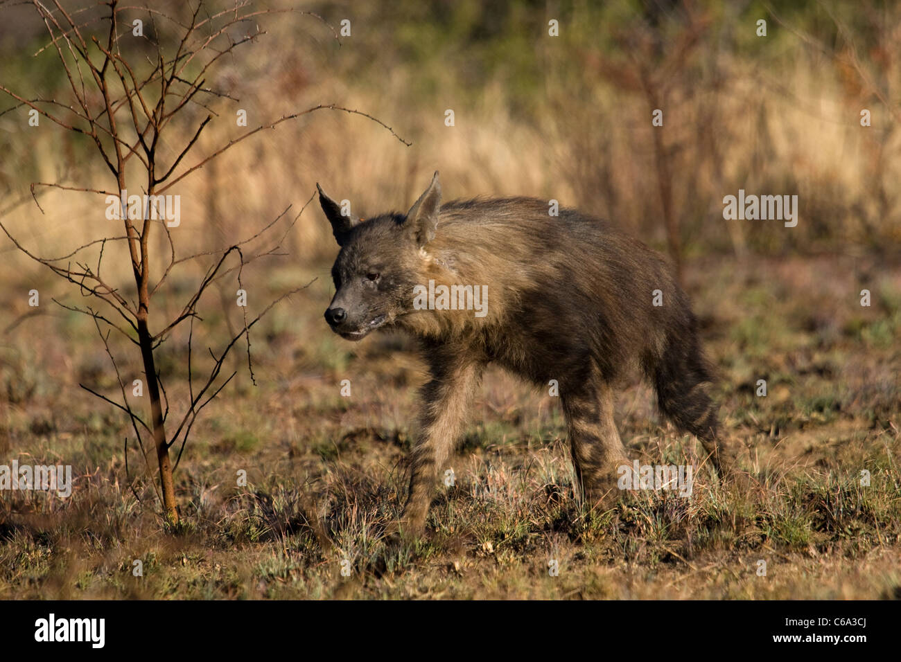 Brown Hyena, Hyaena brunnea, South Africa Stock Photo - Alamy