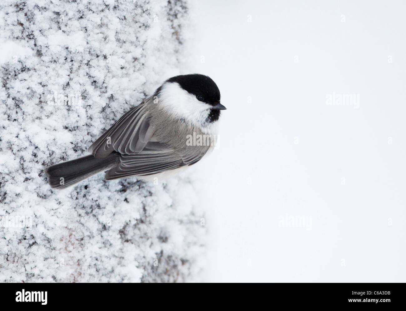 Coal Tit (Periparus ater, Parus ater). Adult clinging to a snowy tree trunk. Stock Photo