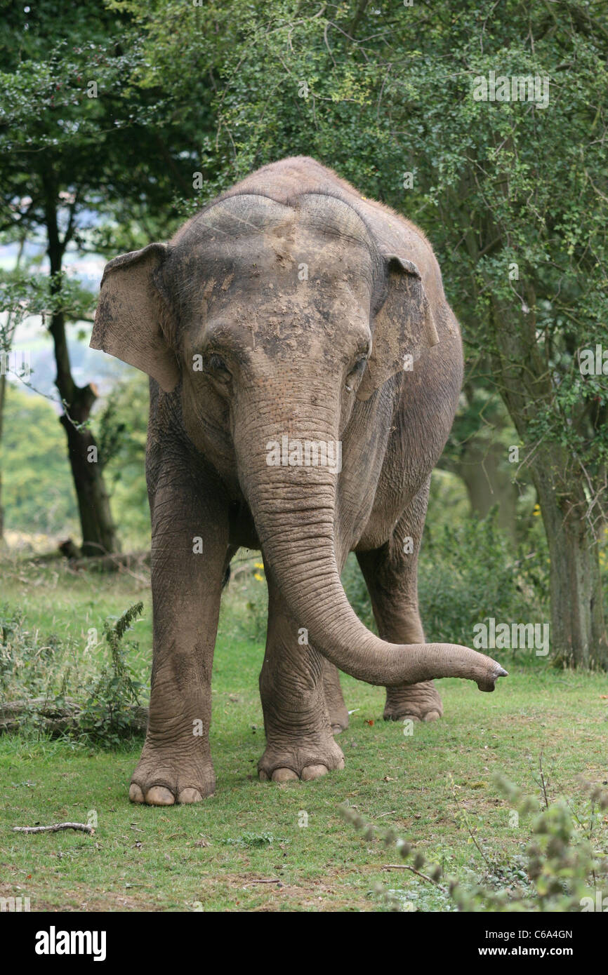 Asian elephant at Whipsnade Zoo Stock Photo