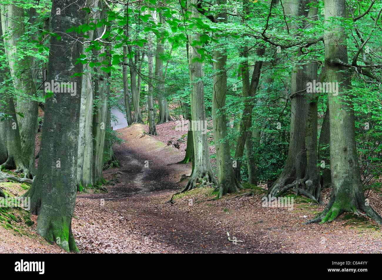 Path through wood trees hi-res stock photography and images - Alamy