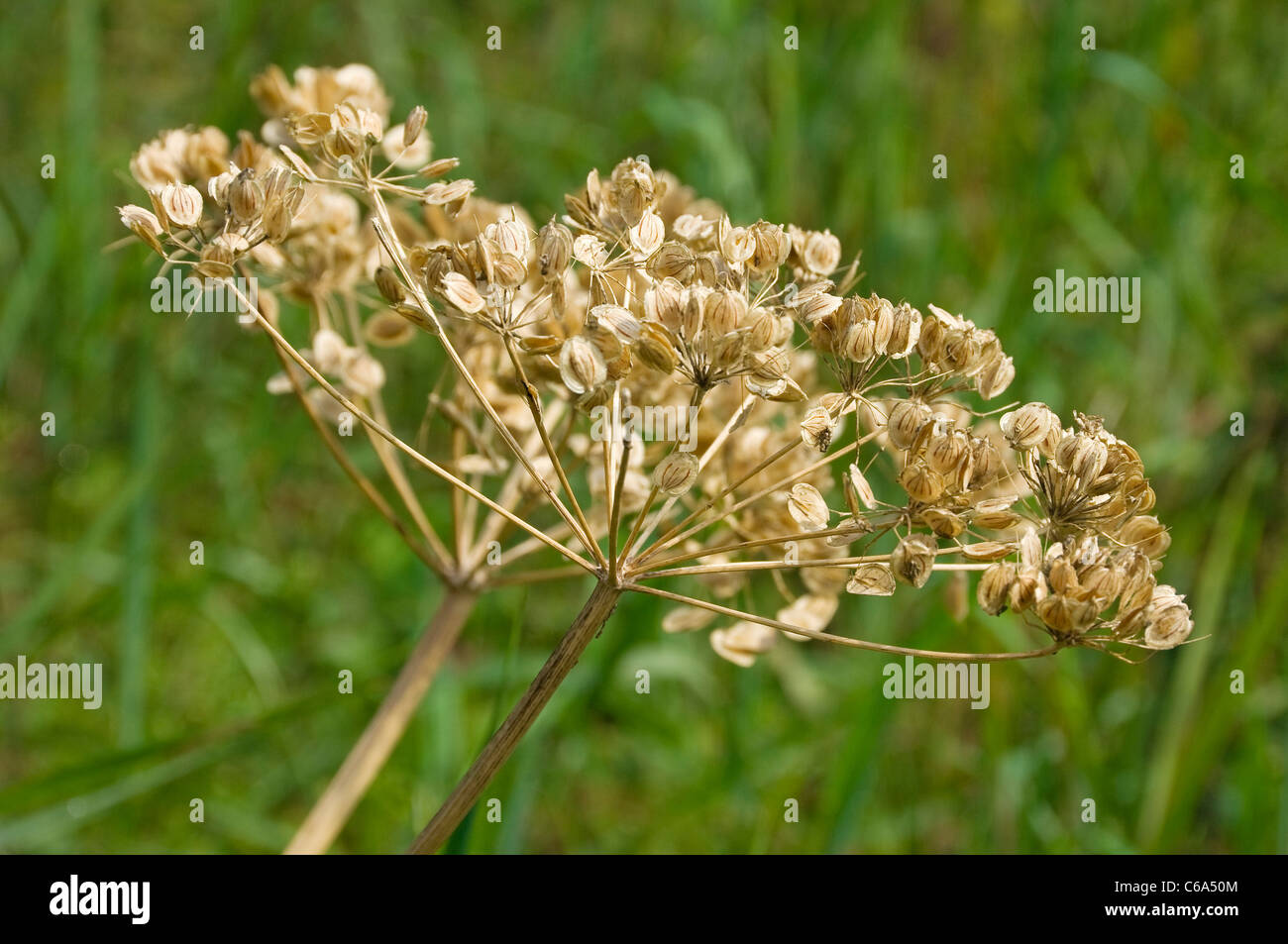 Close up of seed seeds heads seedhead of cow parsley (anthriscus sylvestris) in summer England UK United Kingdom GB Great Britain Stock Photo