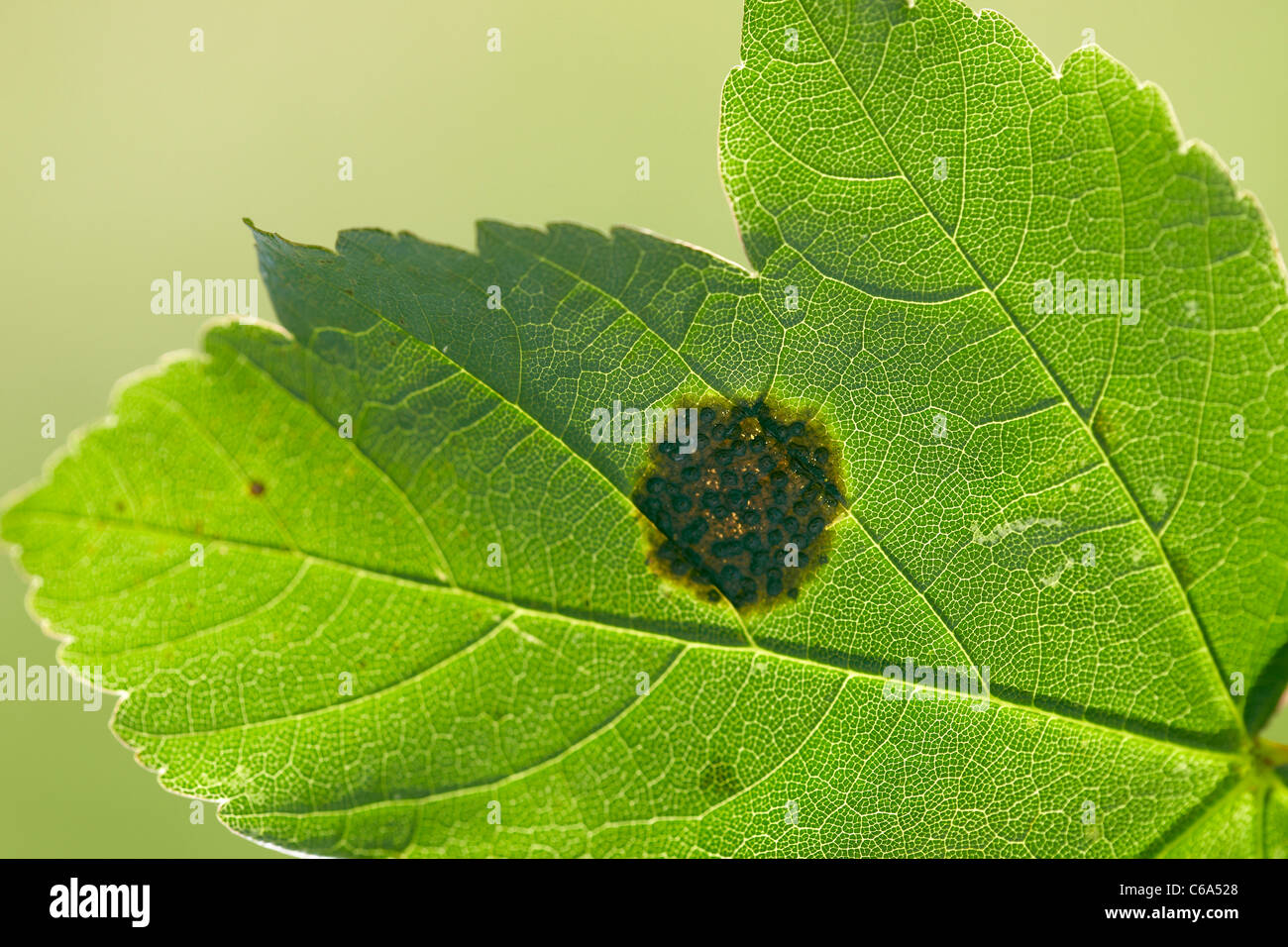 Tar spot on a Sycamore, Acer pseudoplatanus leaf caused by the fungus Rhytisma acerinum Stock Photo