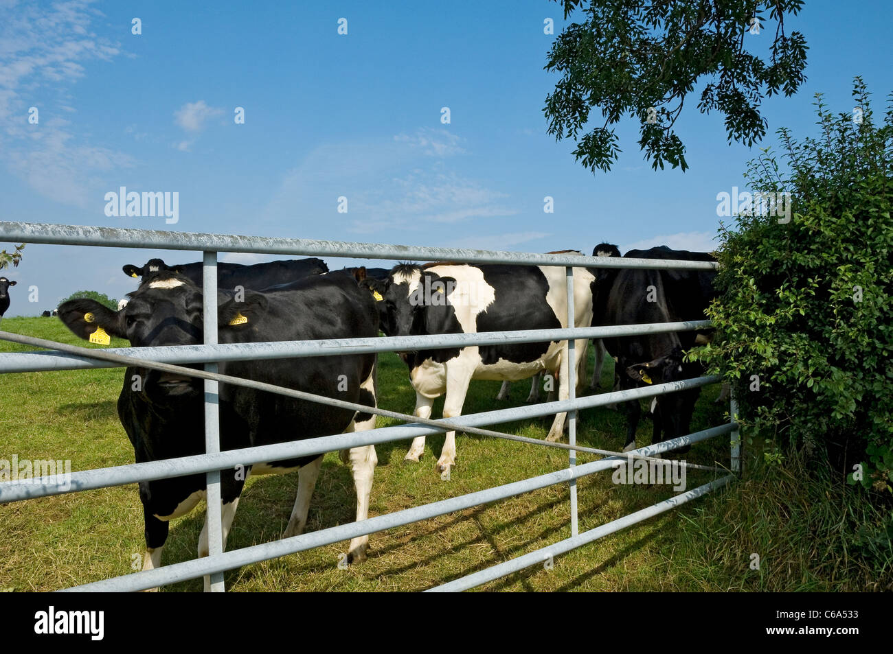 Herd of dairy dairy cow cows cattle in a field in summer looking through metal gate North
