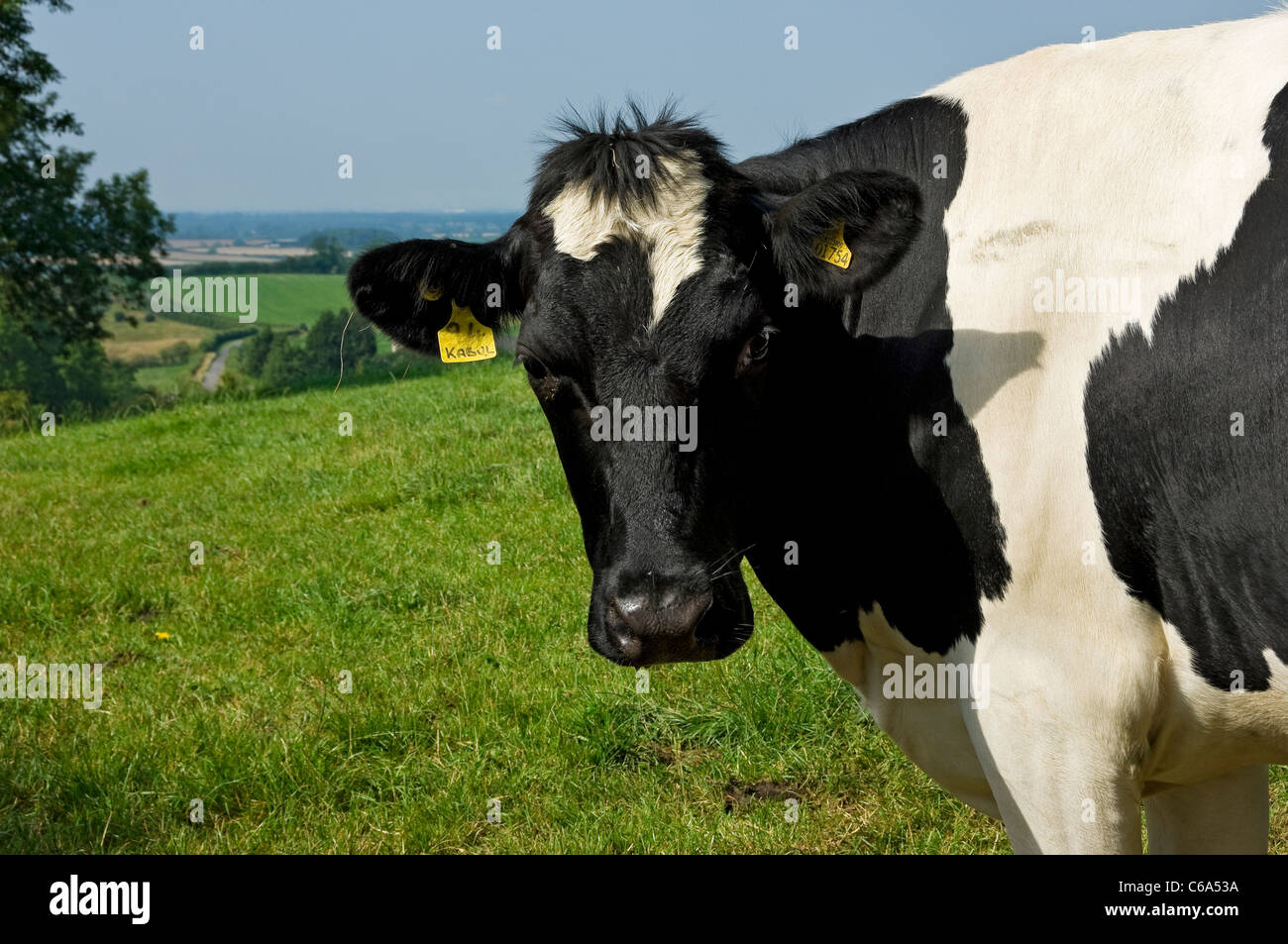 Dairy cow cows cattle in a field in summer North Yorkshire England UK United Kingdom GB Great