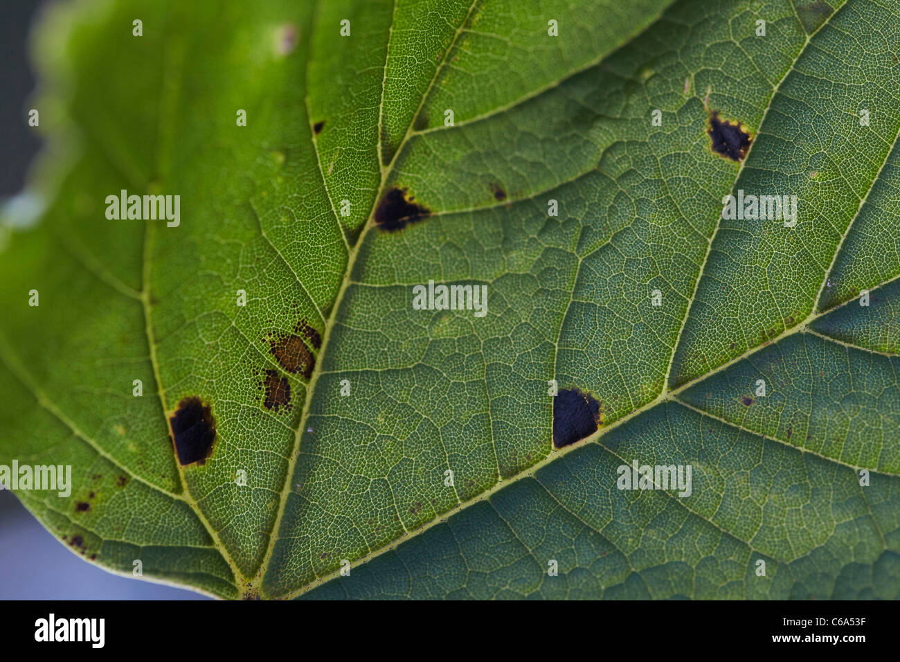 Tar spots on a Sycamore, Acer pseudoplatanus leaf caused by the fungus Rhytisma acerinum Stock Photo