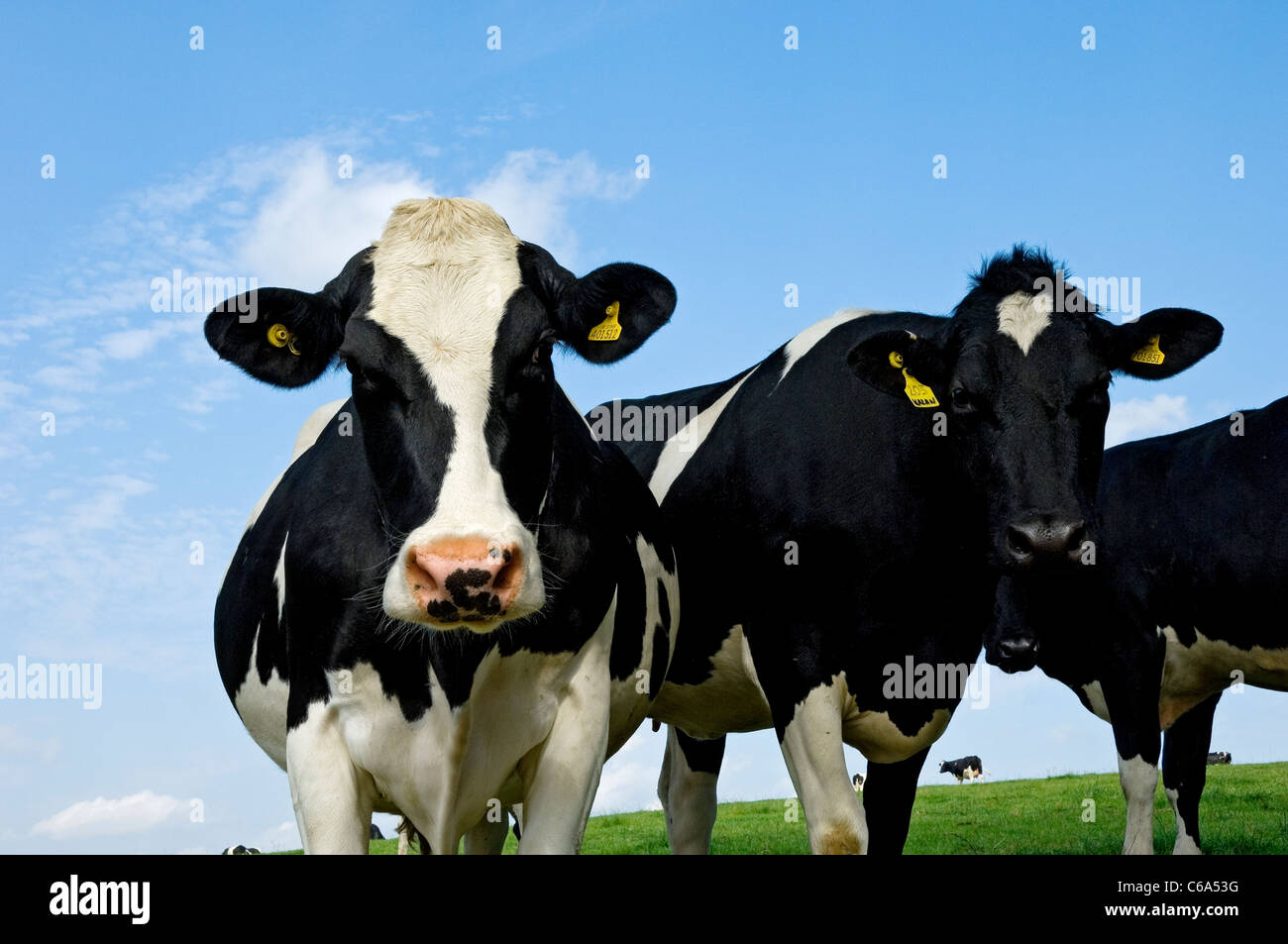 Close up of dairy cow cows cattle in a field summer North Yorkshire England UK United Kingdom GB Great Britain Stock Photo