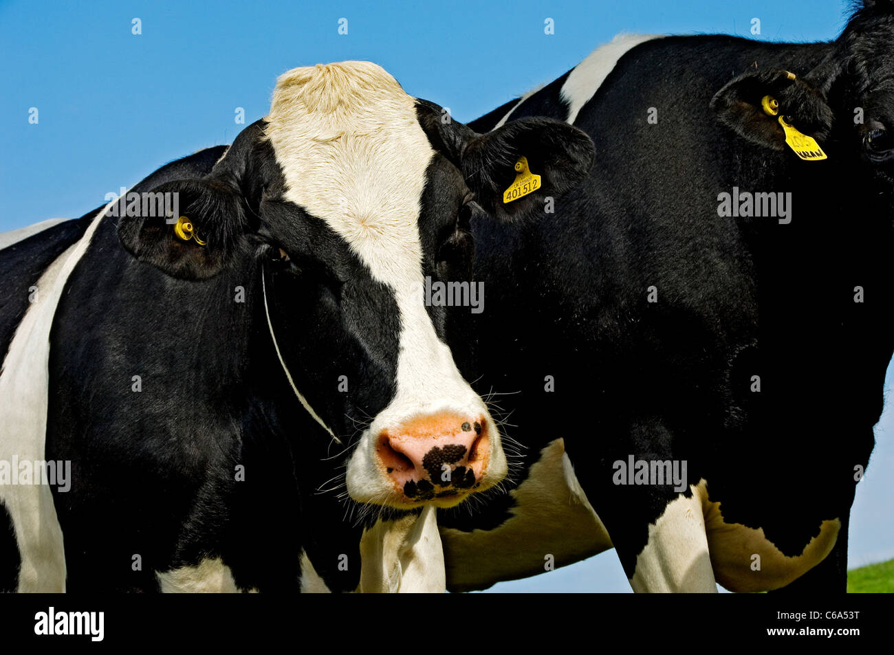 Close up of dairy cow cows cattle in a field in summer North Yorkshire England UK United Kingdom