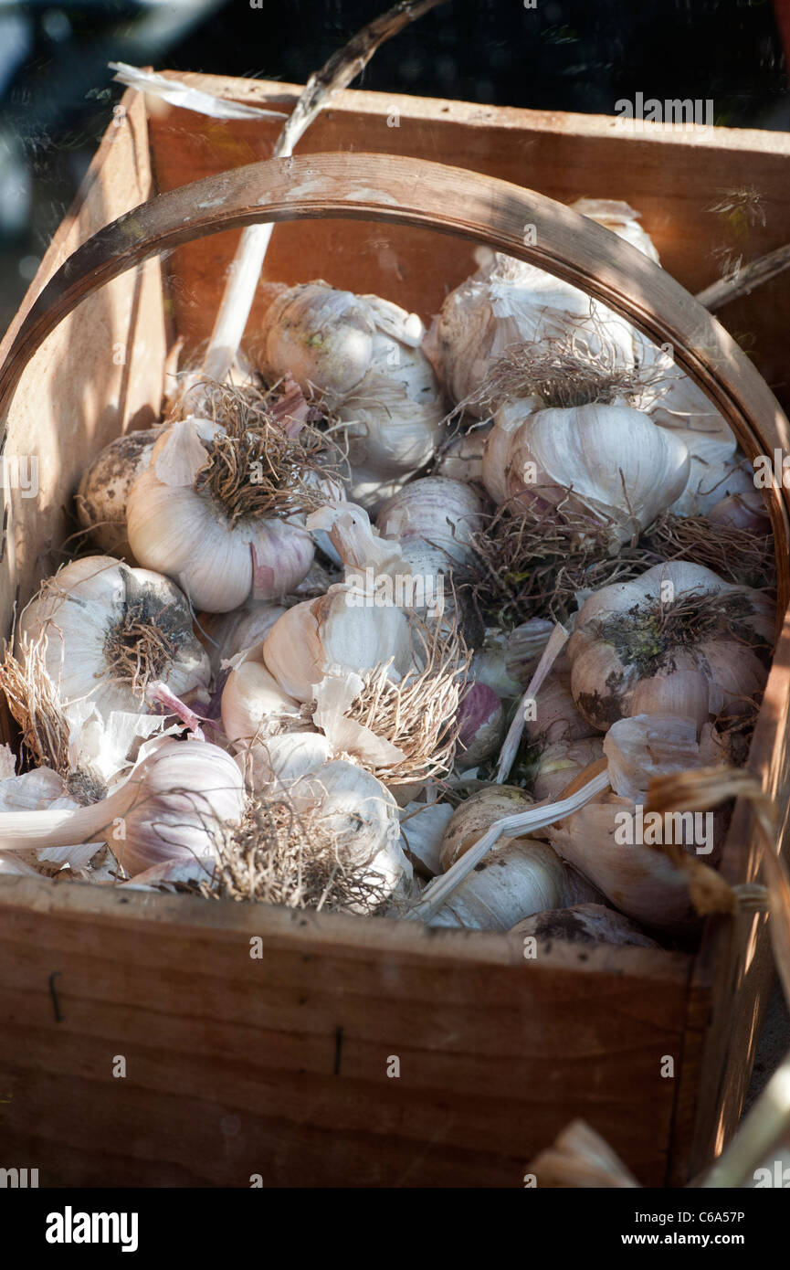 Garlic bulbs in a wooden trug. UK Stock Photo Alamy