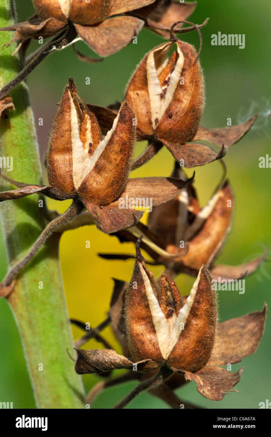 Foxglove seedpods - part of the life cycle of a flower UK Stock Photo