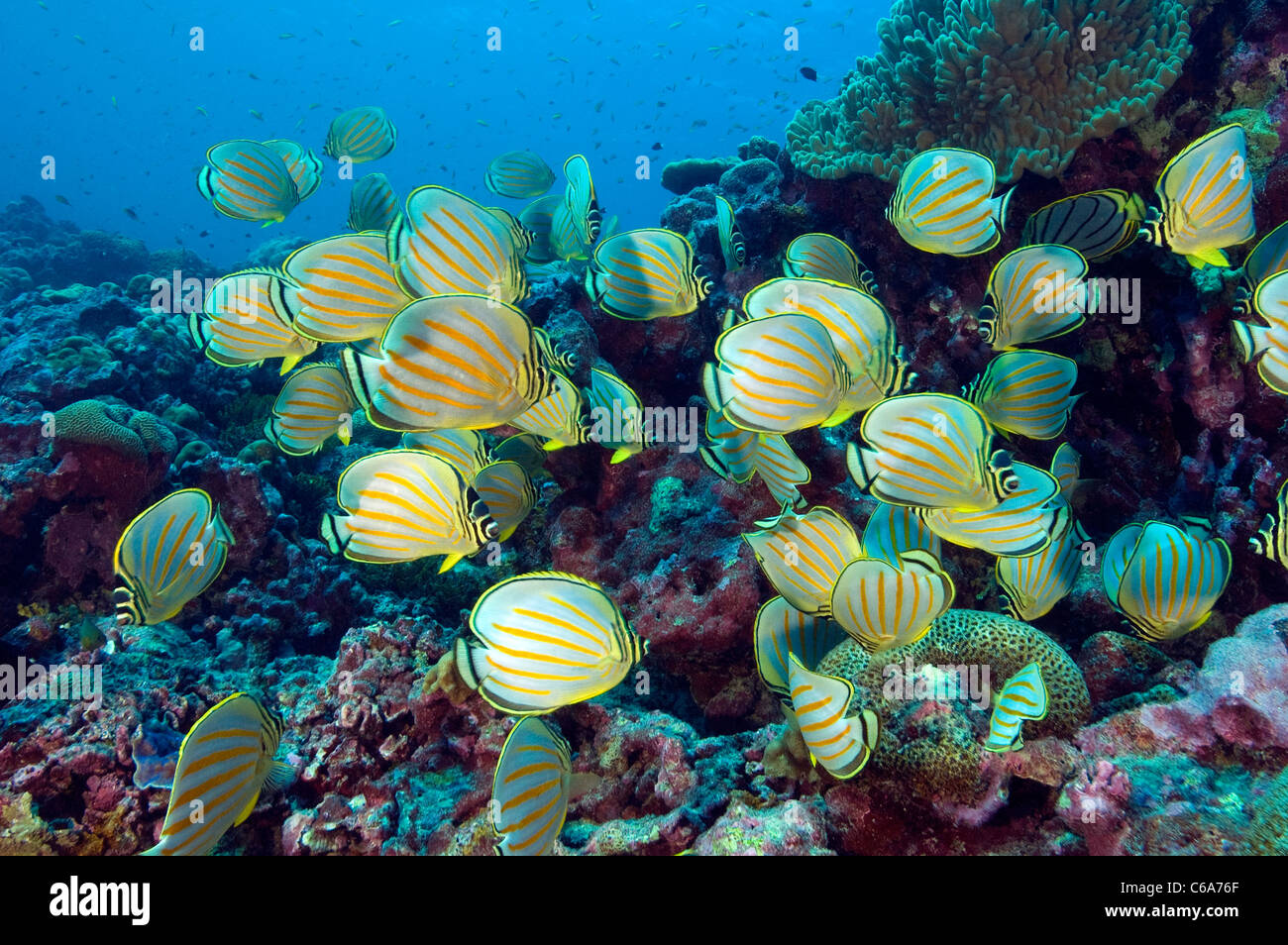 School of Ornate butterflyfishes, Chaetodon ornatissimus, Kribati Stock Photo