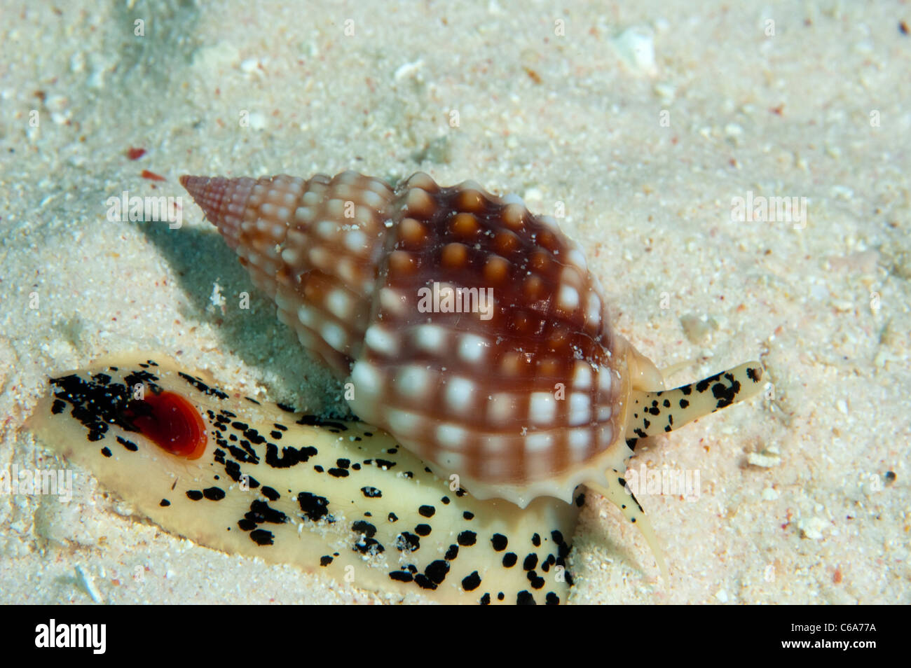 Whelk Snail, Nassarius papillosus, Kribati South Pacific Stock Photo