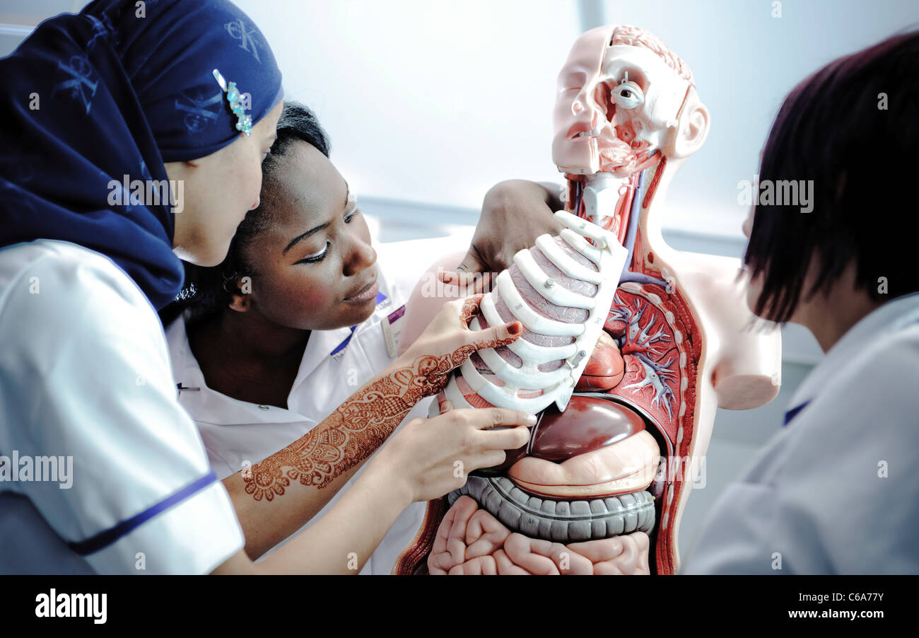 female mixed race student nurses interacting with human anatomical model Stock Photo