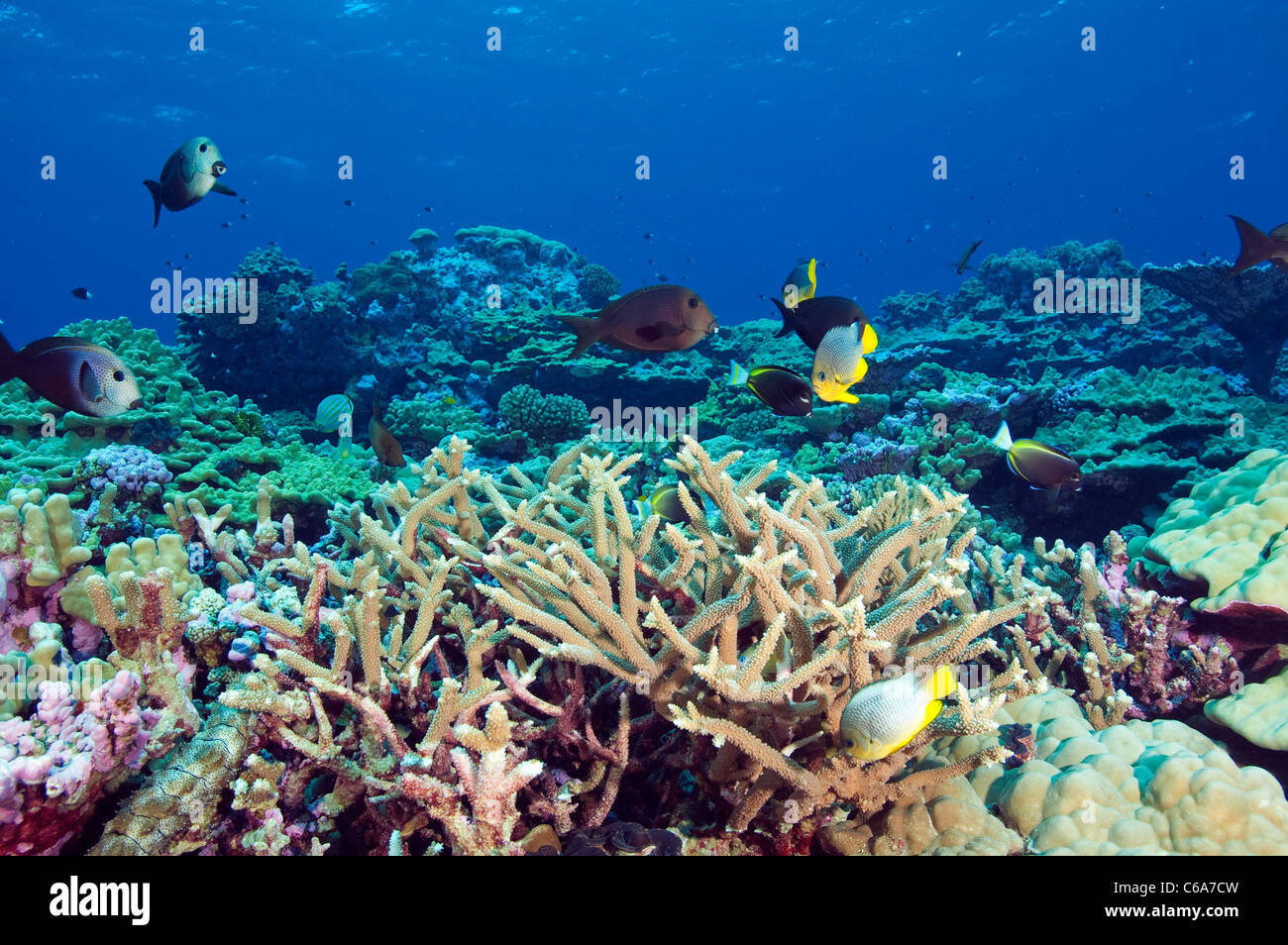 Kingman Reef Pacific Hi-res Stock Photography And Images - Alamy