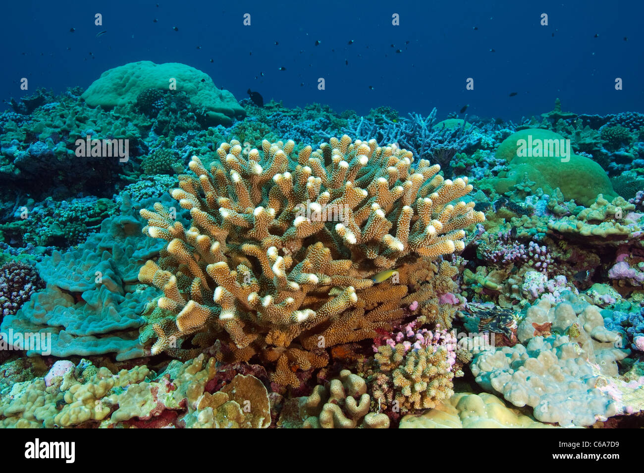 Hard coral, Pocillopora sp., Kingman Reef. Stock Photo