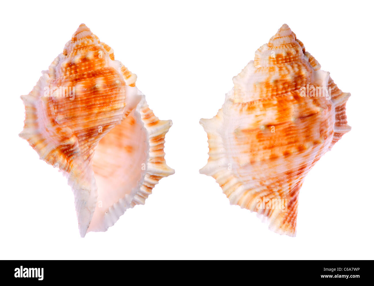 Common Frog shell (Bufonaria rana) c5.5cm. Region IndoPacific / Japan