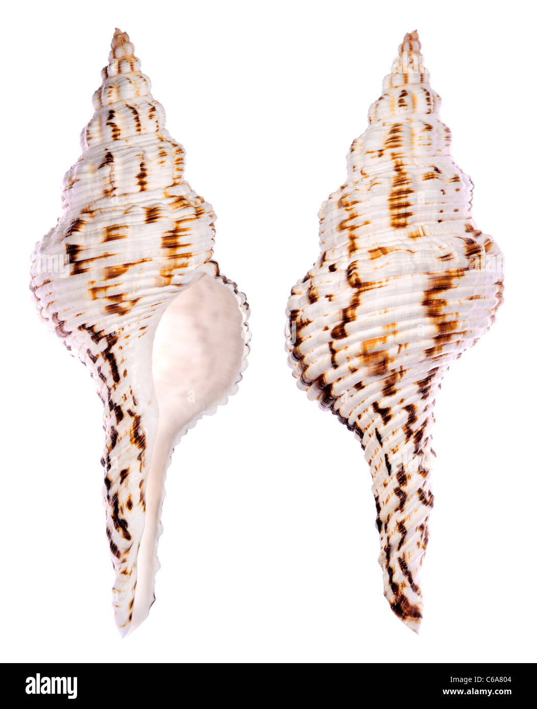 Nicobar Spindle shell (Fusinus nicobaricus) 14cm. Region: Indo-Pacific Stock Photo