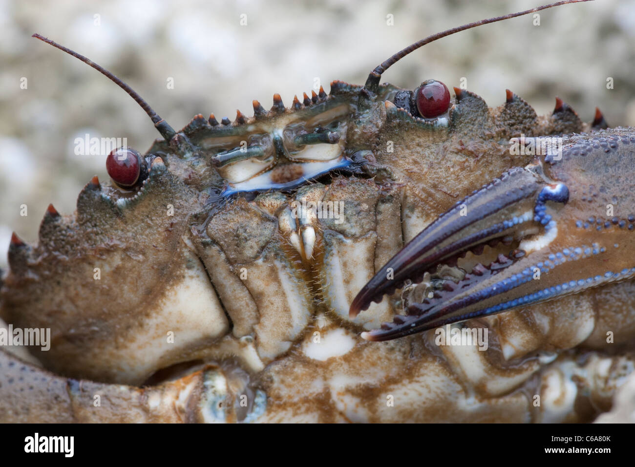 Necora puba -velvet swimming crab close-up Stock Photo