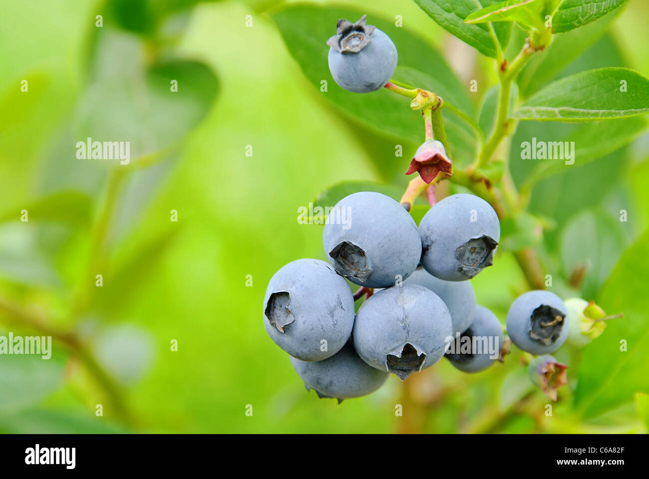 Heidelbeere am Strauch 01- blueberry on shrub 03 Stock Photo